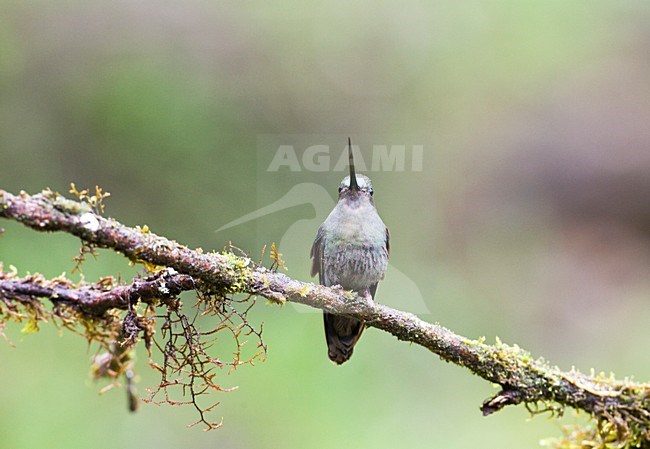 Groenvoorhoofdlancetkolibrie op tak; Green-fronted Lancebill perched stock-image by Agami/Marc Guyt,