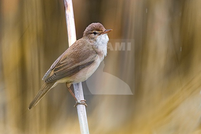 Eurasian Reed Warbler, Acrocephalus scirpaceus, perched on reed stem in Italy. stock-image by Agami/Daniele Occhiato,