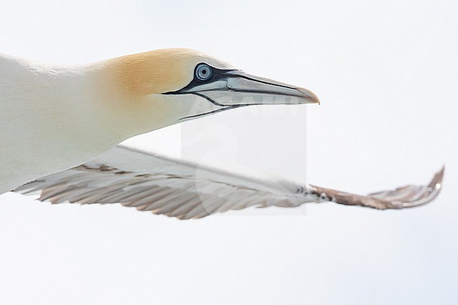 Immature Northern Gannet (Morus bassanus), flying, seen from below, with a blue background, in Brittany, France. stock-image by Agami/Sylvain Reyt,