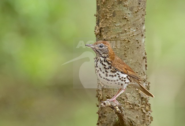 Wood Thrush (Hylocichla mustelina) adult perched stock-image by Agami/Ian Davies,