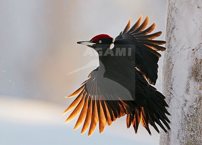 Male Black Woodpecker (Dryocopus martius) in Finland during winter. Taking off from a tree with backlight. stock-image by Agami/Markus Varesvuo,