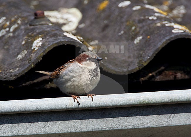 Mannetje Huismus zittend in een dakgoot; Male House Sparrow sitting on a roof stock-image by Agami/Marc Guyt,