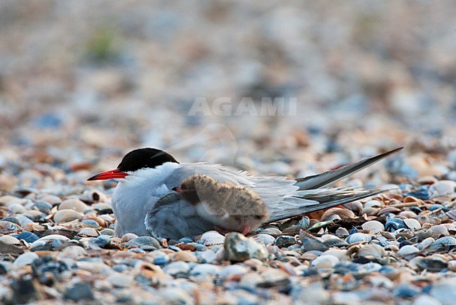 Visdief met jong op een schelpenbank; Common Tern with a chick stock-image by Agami/Marc Guyt,