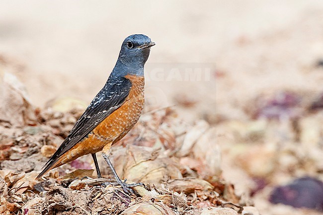 Male Rufous-tailed Rock Thrush (Monticola saxatilis) during spring migration at Yotvata, Israel stock-image by Agami/Marc Guyt,