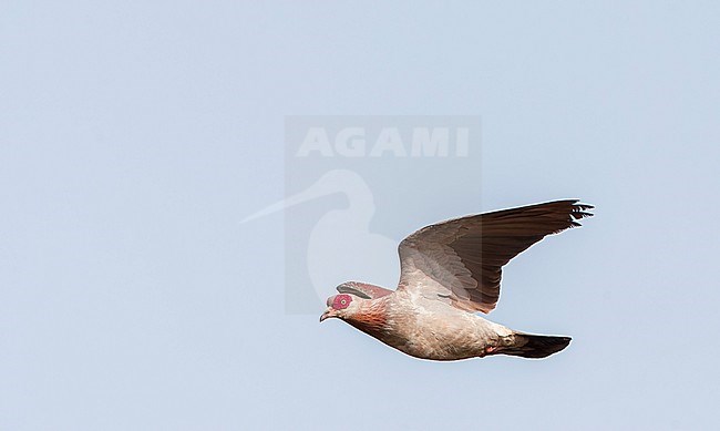 Speckled Pigeon, Columba guinea, in flight in Gambia. stock-image by Agami/Marc Guyt,