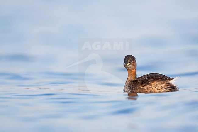Wintering Little Grebe (Tachybaptus ruficollis ruficollis) on a lake in Germany. stock-image by Agami/Ralph Martin,