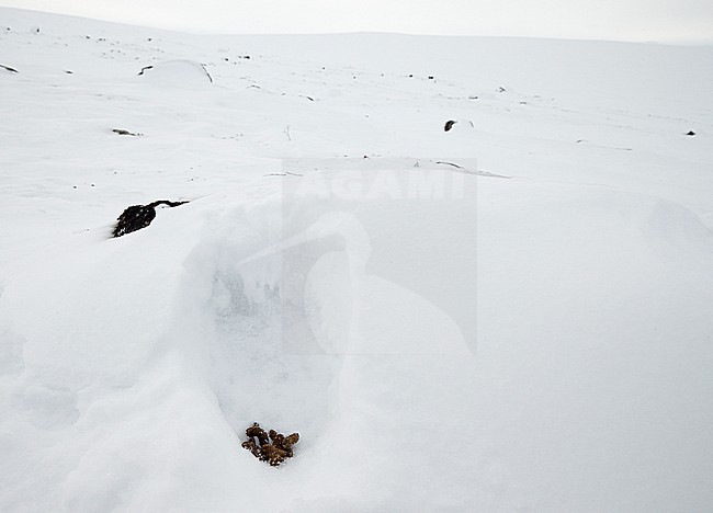 Alpensneeuwhoen uitwerpselen, Rock Ptarmigan droppings stock-image by Agami/Markus Varesvuo,