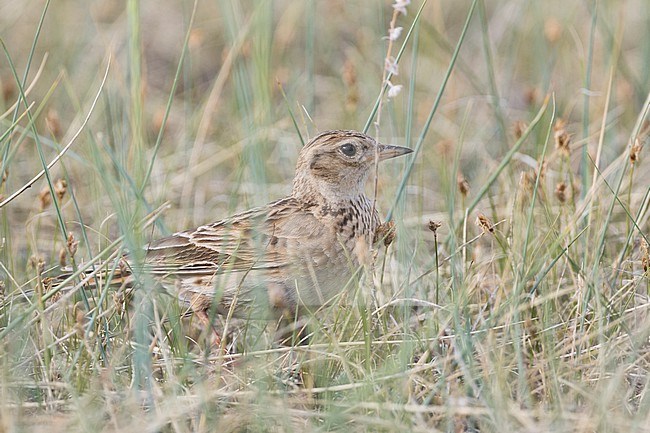 Adult Japanese Skylark (Alauda japonica kiborti) during spring season in Russia (Baikal). stock-image by Agami/Ralph Martin,