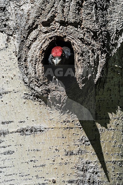 Black Woodpecker, Dryocopus martius stock-image by Agami/Alain Ghignone,