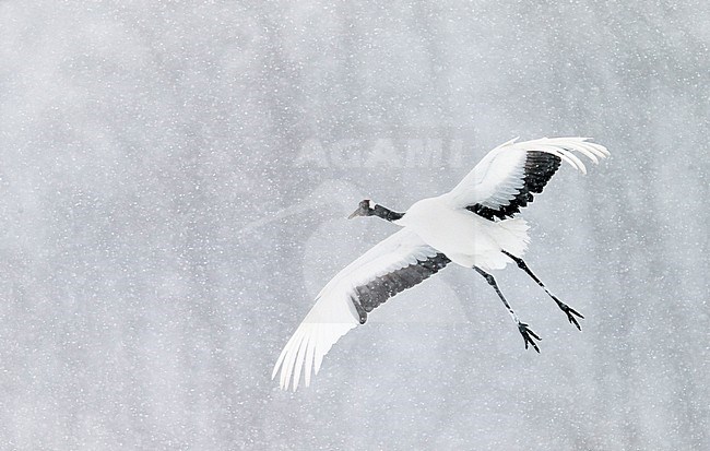 Chinese Kraanvogel vliegend, Red-crowned Crane flying stock-image by Agami/Markus Varesvuo,