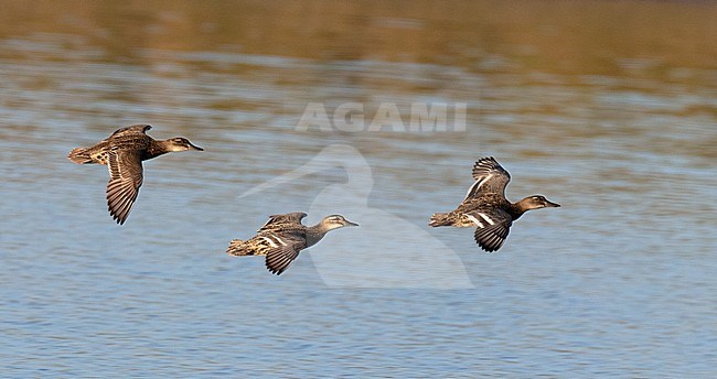 Adult female Garganey (Anas querquedula) flying in between a juvenile and an adult male eclipse. Her relatively broad en white wingbars stand out against the vague ones of the juvenile following her stock-image by Agami/Edwin Winkel,