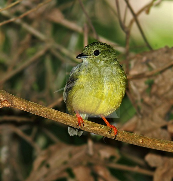 White-collared Manakin, Manacus candei stock-image by Agami/Greg & Yvonne Dean,