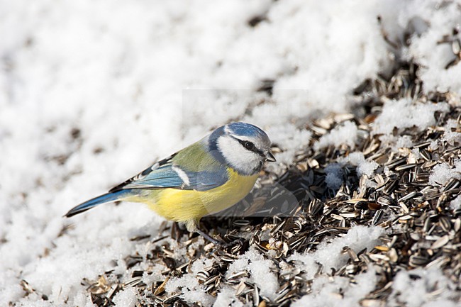 Pimpelmees zittend in de sneeuw met voer, European Blue Tit perched in the snow with food stock-image by Agami/Roy de Haas,