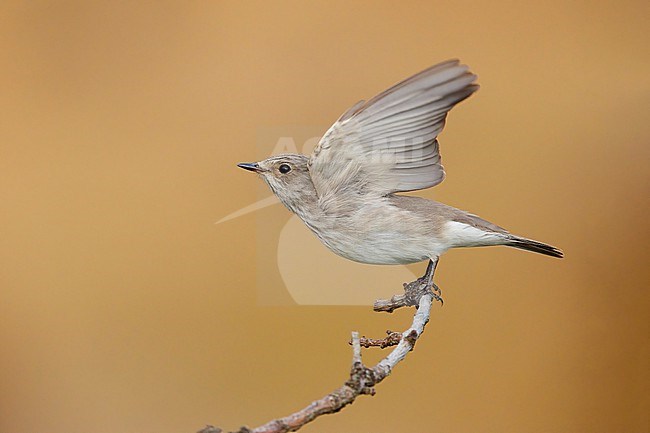 Spotted Flycarcher (Muscicapa striata), individual at take-off, Campania, Italy stock-image by Agami/Saverio Gatto,
