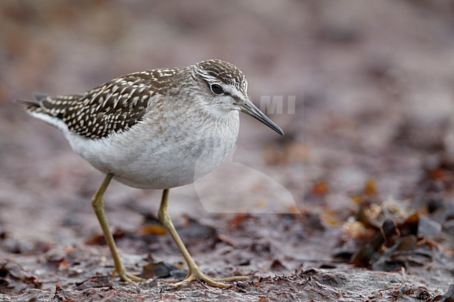 Juveniele Bosruiter; Juvenile Wood Sandpiper stock-image by Agami/Markus Varesvuo,