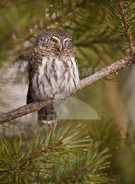 Dwerguil zittend op tak; Eurasian Pygmy Owl perched on branch stock-image by Agami/Han Bouwmeester,