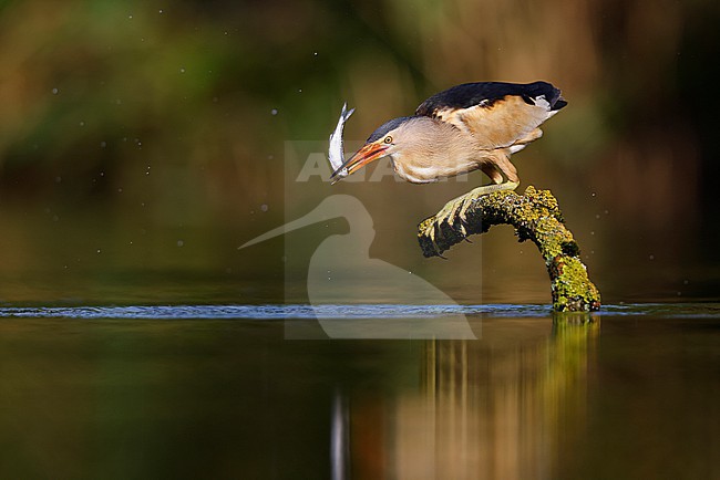 fishing Little Bittern; stock-image by Agami/Chris van Rijswijk,