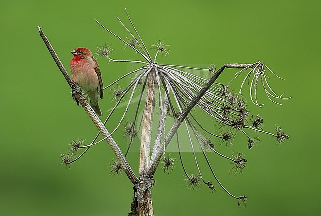 Singing adult male Common Rosefinch, Carpodacus erythrinus, in Azerbaijan, May 2019  stock-image by Agami/Kris de Rouck,