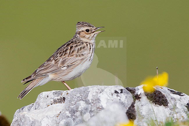 Woodlark (Lullula arborea), side view of an adult singing from a rock, Campania, Italy stock-image by Agami/Saverio Gatto,