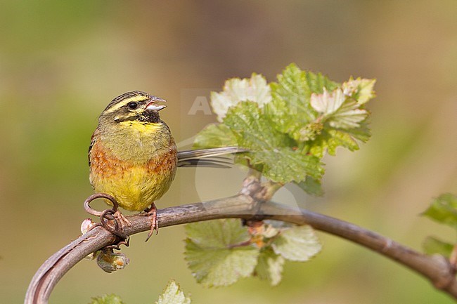 Adult male Cirl Bunting (Emberiza cirlus) singing in a vineyard in Germany. stock-image by Agami/Ralph Martin,