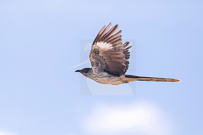 Levaillant's cuckoo (Clamator levaillantii) in South Africa. stock-image by Agami/Pete Morris,