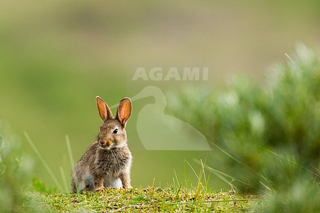 Europees Konijn, European Rabbit stock-image by Agami/Menno van Duijn,