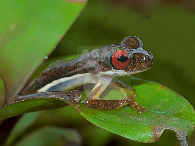 Rufous-eyed brook frog, Duellmanohyla rufioculis stock-image by Agami/Alex Vargas,