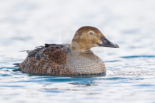 First-winter female King Eider (Somateria spectabilis) swimming in a harbor in North Norway. stock-image by Agami/Ralph Martin,
