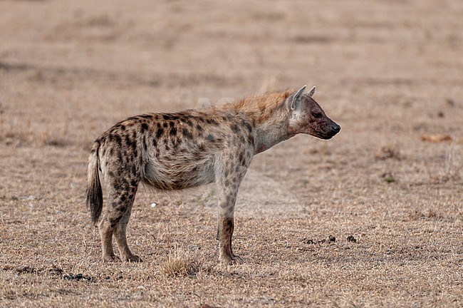 Portrait of a spotted hyena, Crocuta crocuta, with blood on its face after eating. Masai Mara National Reserve, Kenya. stock-image by Agami/Sergio Pitamitz,