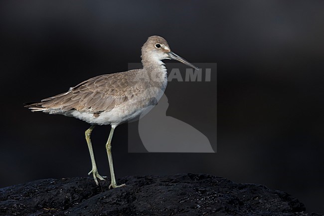 Willet; Western Willet stock-image by Agami/Daniele Occhiato,