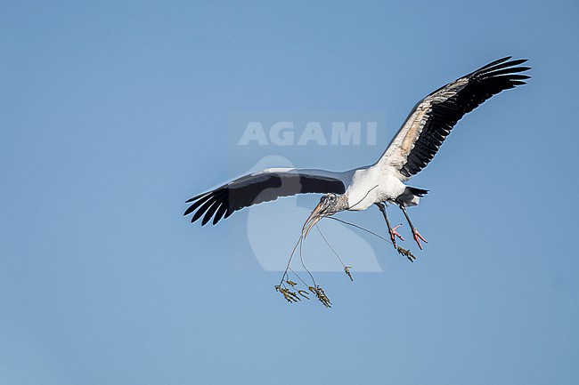 Wood Stork (Mycteria americana) in Florida USA. stock-image by Agami/Marcel Burkhardt,