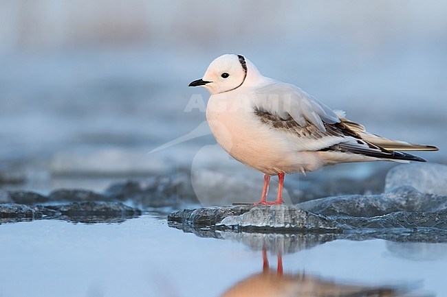 Second calendar year female Ross's Gull (Rhodostethia rosea ) in breeding plumage standing on ice on the edge of an arctic tundra pond near Barrow in northern Alaska, United States. stock-image by Agami/Dubi Shapiro,