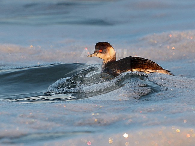 Black-necked Grebe (Podiceps nigricollis) swimming in a foam covered sea stock-image by Agami/Pavel Simeonov,