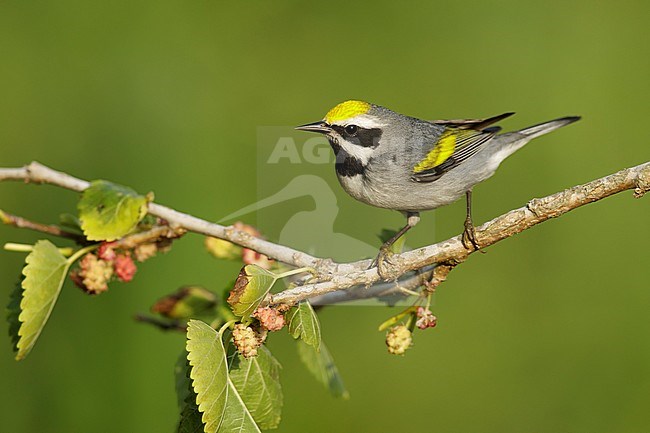 Adult male Golden-winged Warbler (Vermivora chrysoptera)
Galveston Co., Texas stock-image by Agami/Brian E Small,