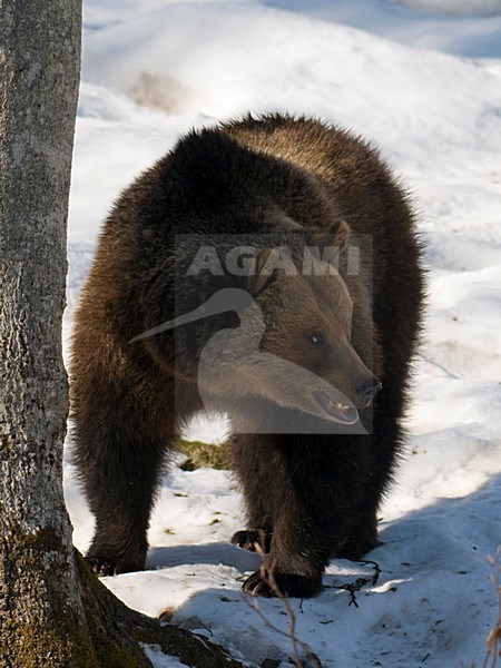 Bruine Beer in de winter; Brown Bear in winter stock-image by Agami/Han Bouwmeester,