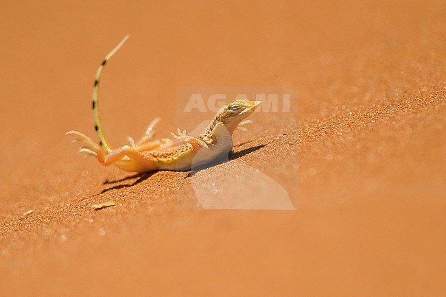 Shovel-snouted Lizard (Meroles anchietae) cooling down in Soussouvlei in Namibia. stock-image by Agami/Jacob Garvelink,