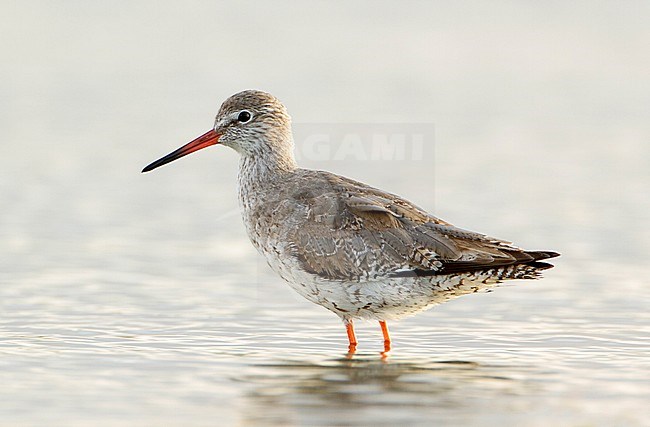 Tureluur ruiend naar adult kleed, Common Redshank moulting into adult plumage stock-image by Agami/Karel Mauer,
