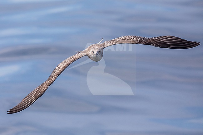 Juvenile Lesser black-backed gull (Larus fuscus) in flight, seen from the front, with the sea as background. stock-image by Agami/Sylvain Reyt,