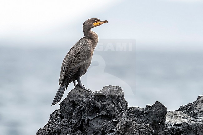 First winter Double-crested Cormorant (Phalacrocorax auritus) perched on a rock in old harbour of Corvo, Azores, Portugal. stock-image by Agami/Vincent Legrand,