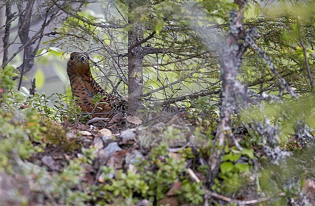 Vrouwtje Auerhoen op nest, Female Western Capercaillie on nest stock-image by Agami/Markus Varesvuo,