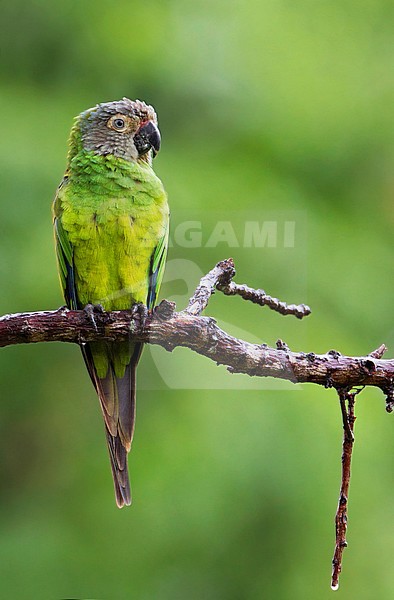 Dusky-headed Parakeet (Aratinga weddellii) perched on a branch. stock-image by Agami/Dubi Shapiro,