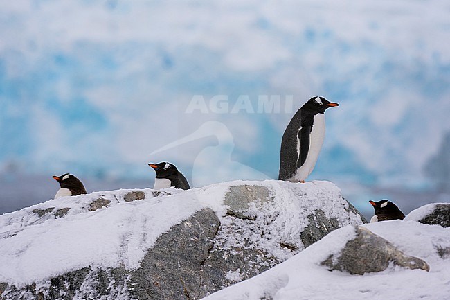 Gentoo penguins, Pygoscelis papua, standing on rocks, Petermann Island, Antarctica. Antarctica. stock-image by Agami/Sergio Pitamitz,