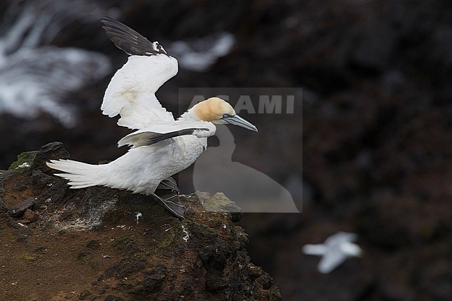 Northern Gannet (Morus bassanus), adult perched on a rock stock-image by Agami/Saverio Gatto,