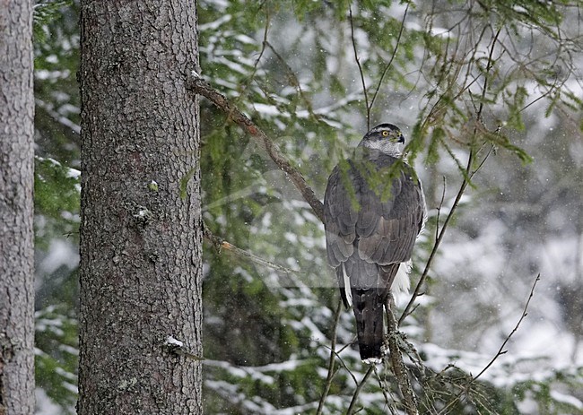 Havik zittend in boom; Northern Goshawk perched in tree stock-image by Agami/Markus Varesvuo,