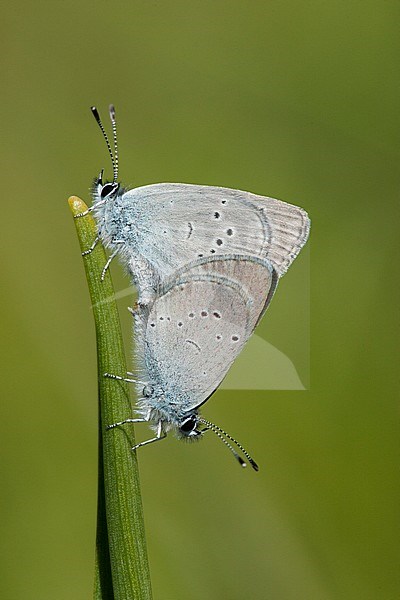Dwergblauwtje / Little Blue (Cupido minimus) stock-image by Agami/Wil Leurs,