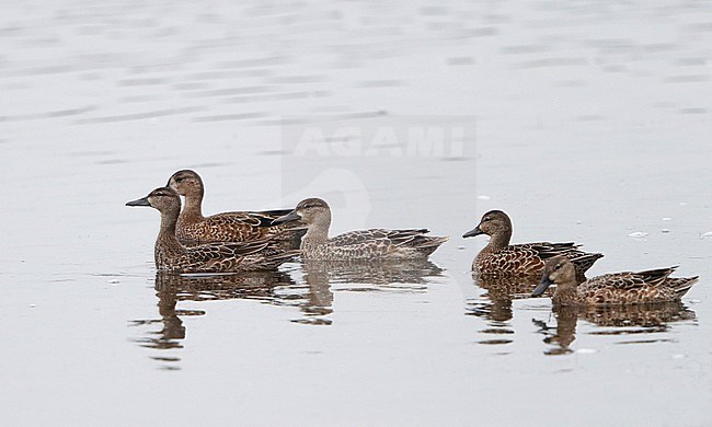 Blue-winged Teal, Anas discors, at Cape May, New Jersey, USA stock-image by Agami/Helge Sorensen,