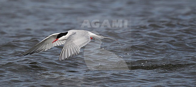 Noordse Stern, Arctic Tern, Sterna paradisaea stock-image by Agami/Hugh Harrop,