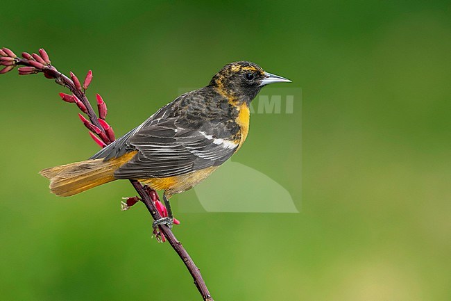 Adult female Baltimore Oriole (Icterus galbula) during spring migration at Galveston County, Texas, United States. Perched on a branch. stock-image by Agami/Brian E Small,