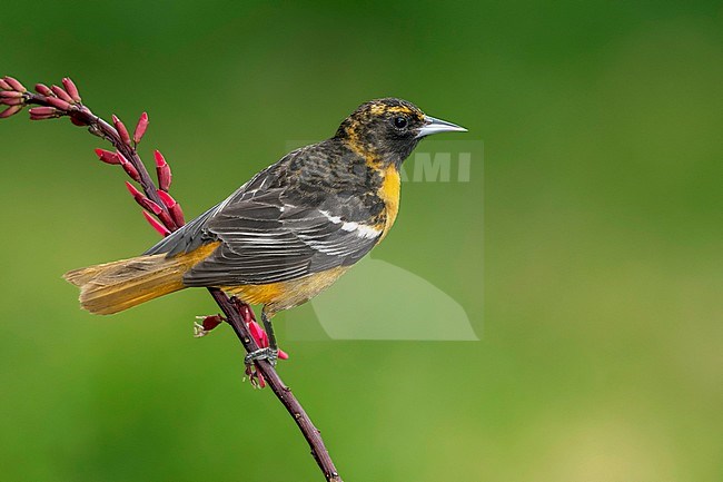 Adult female Baltimore Oriole (Icterus galbula) during spring migration at Galveston County, Texas, United States. Perched on a branch. stock-image by Agami/Brian E Small,