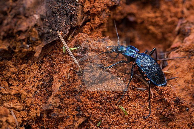 Carabus intricatus - Blue ground beetle - Dunkelblauer Laufkäfer, Germany (Baden-Württemberg), imago, female stock-image by Agami/Ralph Martin,